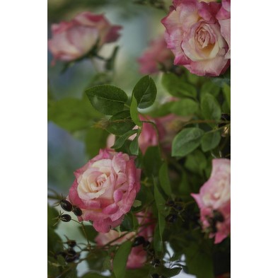 Rama de Flor Artificial Rosa Gloria con Hojas y Capullo 60 cm | EDG
