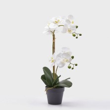 Orquídea Phalaenopsis blanca doble en maceta gris 53h cm
